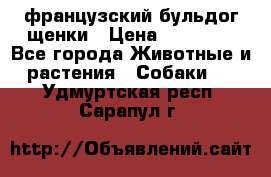 французский бульдог щенки › Цена ­ 50 000 - Все города Животные и растения » Собаки   . Удмуртская респ.,Сарапул г.